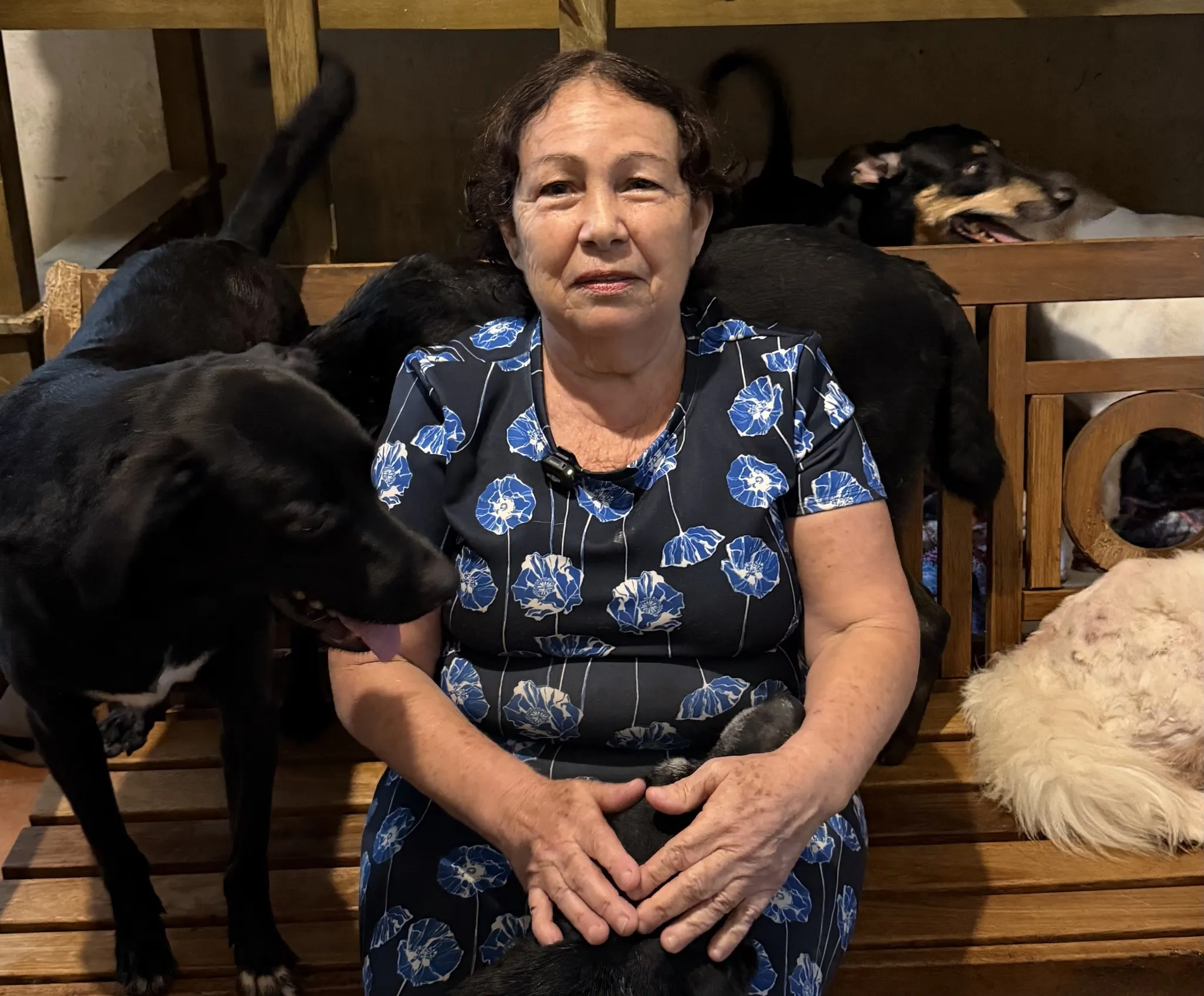 Cão resgatado aguardando adoção